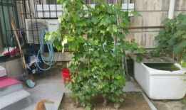 一年葡萄苗修剪视频,视频解析与实操指南